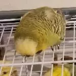 Mopsi auf dem Käfig oben auf dem Bauch 