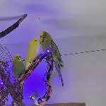 Baggert der da oben  MEINE Yellow an?