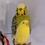 Mopsi der stolze Aufpasser