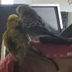 Die Libido ist groß!!