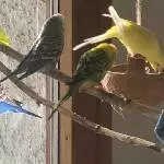 Erst der Herr, äh die Dame Yellow 