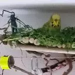 Ein Bett im Salat Feld! Das ist immer frei
