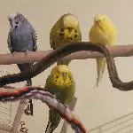Das sind sie, alle 4 Schätze