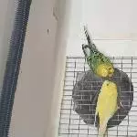 Das erste Foto noch beim Züchter aufgenommen