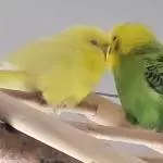 Yellow & MrGreen wahre Liebe für immer 