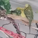 Alle vier mit Äuglein zu,brauchen auch mal ihre Ruh!