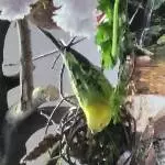 MrGreen bei seinen Turnübungen