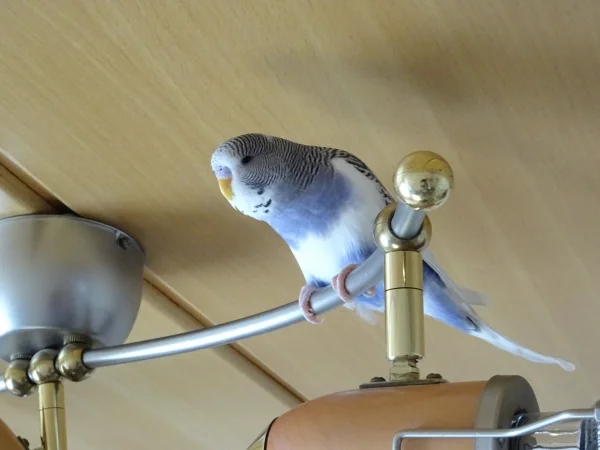Wellensittich-Bild: Im Gegensatz zu Nele und Timo hat Charlie sich die Lampe als ersten Landeplatz auserkoren.