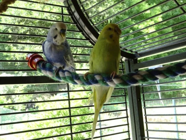Wellensittich-Bild: Jacob sitzt links (blau), Amelie rechts (gelb-grün).
