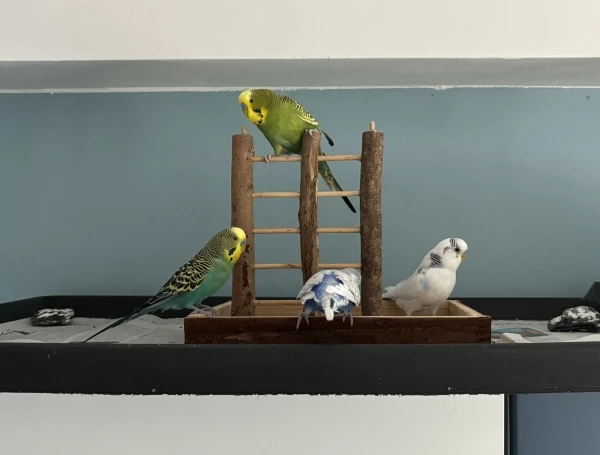 Wellensittich-Bild: Meine vier Federlis halten ein Team Meeting ab.