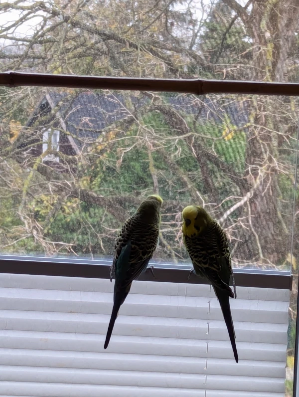 Wellensittich-Bild: Schnucki und Chili sitzen gerne am Fenster. Wenn ein Eichhörnchen im Haselnußbaum sitzt, sind sie ganz aufgeregt. 