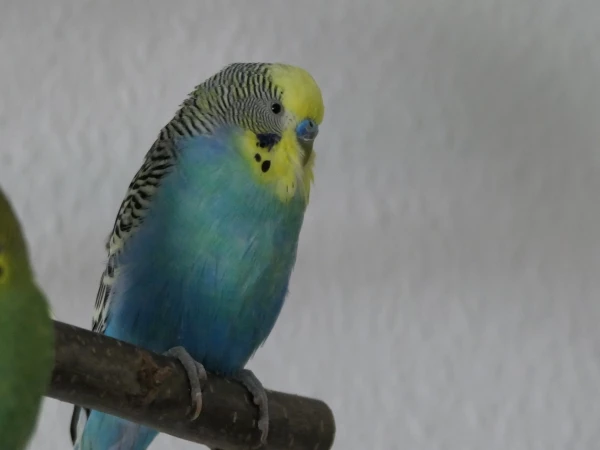 Wellensittich-Bild: Unser Findelkind Findus