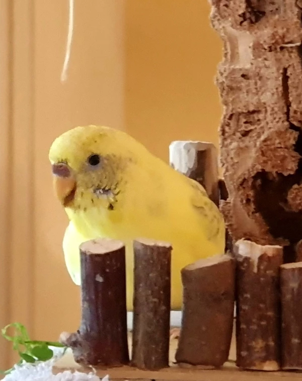 Wellensittich-Bild: Tweety testet schon mal den neuen Spielplatz für die anderen 3 Hähne.