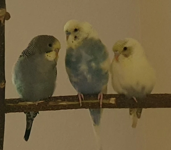 Wellensittich-Bild: Aus dem Pärchen Tweety und Cookie und dem Findelkind Hansi ist ein tolles dreier Team geworden.
