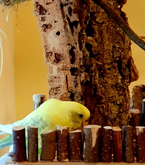 Wellensittich-Bild: Tweety pflegt den neuen Vorgarten.
