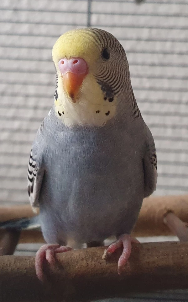 Wellensittich-Bild: Cookie