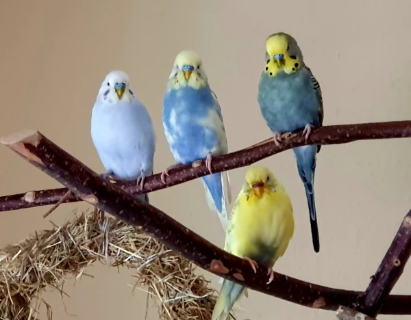 Wellensittich-Bild: Auf dem oberen Ast die 3 Hähne. Neuzugang Charlie, Findling Hansi und Cookie. Unten meine süße Tweety. 