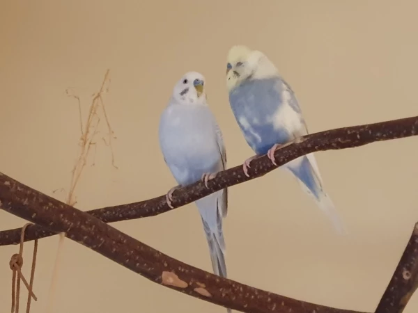 Wellensittich-Bild: Am 02.06. ist Charlie (links) in mein Schwarm dazugekommen. Ich hatte bis dahin 3 Wellis und wollte noch einen damit mein Tweety auch ein Partner bekommt. Leider haben sich jetzt Hansi und Charlie angefreundet, was Hansis bisheriger Partner überhaupt nicht gefällt. 