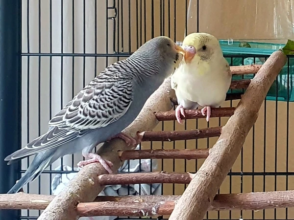 Wellensittich-Bild: Die kleine Cookie schnäbelt sehr gern mit Tweety 