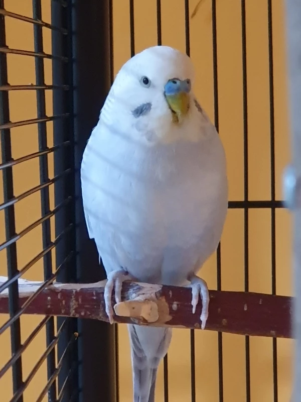 Wellensittich-Bild: Charlie ist seit dem 02.06.24 neu im Schwarm und hat sich mit Hansi angefreundet.