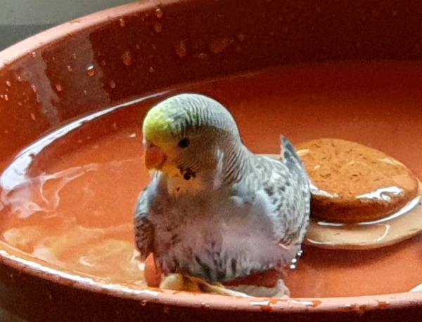 Wellensittich-Bild: Endlich hat Cookie die Freuden des Badens entdeckt. Es war das erste Mal und es hat ihr sichtlich Spaß gemacht. Tweety ist ihr dann später gefolgt. 