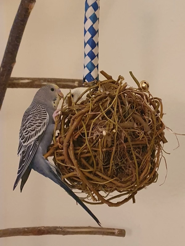 Wellensittich-Bild: Cookie und Tweety sind begeistert von ihrem neuen selbstgebastelten Spielzeug