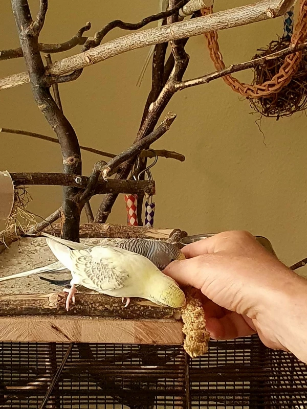 Wellensittich-Bild: Tweety und Cookie nehmen ihre Hirse aus der Hand. 