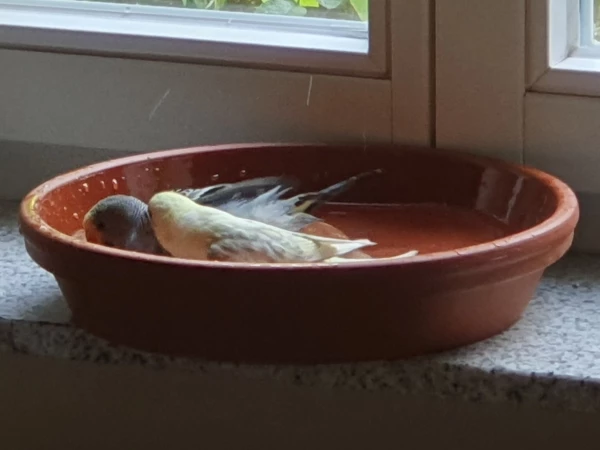 Wellensittich-Bild: Nachdem Cookie die Badewanne ausgiebig getestet hat, traute sich auch Tweety ins kühle Nass. Es war mir eine große Freude die beiden beim baden zu beobachten.