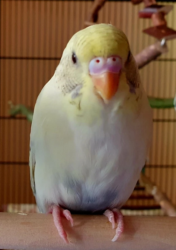 Wellensittich-Bild: Tweety