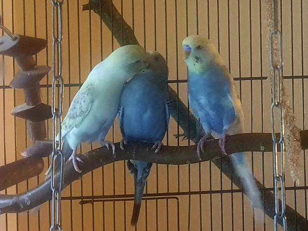 Wellensittich-Bild: Tweety und Cookie beim schnäbeln. Hansi denkt sich wohl, hoffentlich verschont er mich. 