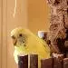 Tweety