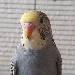Hansi
