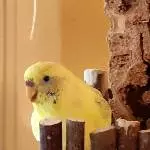 Tweety inspiziert den neuen Schredderspielplatz