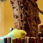 Tweety bei der Gartenarbeit