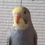 Wellensittichdame