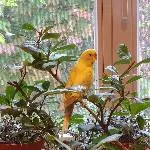 Tweety im Lorbeerbaum