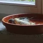 Tweety und Cookie baden das erste Mal 