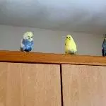 Die Quasselbande auf dem Küchenschrank