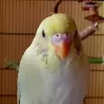 Flauschig