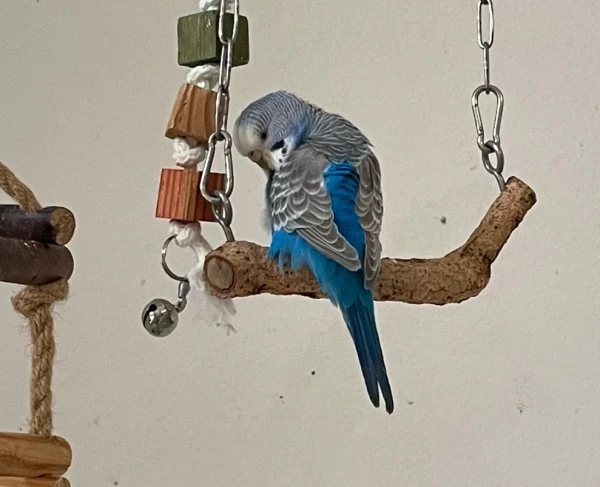Wellensittich-Bild: Blue auf der Schaukel meist mit Blick zur Wand. 