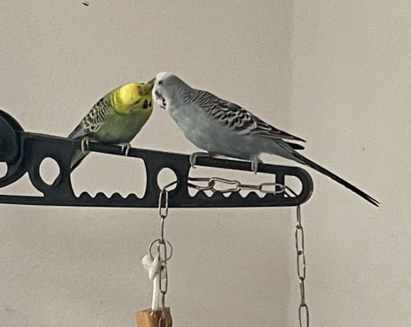 Ferdi
