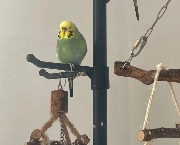 Wellensittich-Bild: Kiwi, sehr lebhaft, hält Mittagsruhe, Flirtpause von Ferdi.