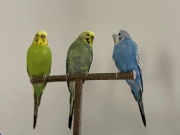 Wellensittich-Bild: Drei Wellidamen im friedlichen Gespräch. 
