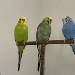 Loopi, Kiwi und Blue