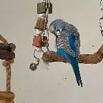 Blue auf der Schaukel
