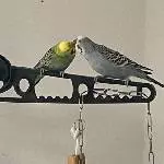 Ferdi und Kiwi frisch verliebt