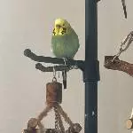 Kiwi hält Mittagsruhe