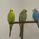 Loopi, Kiwi und Blue