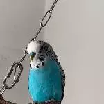 Chippo mein kleiner Schatz