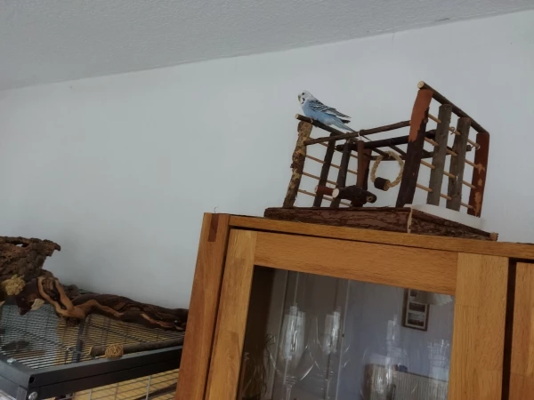 Wellensittich-Bild: Sie hätte gerne einen neuen Gefährten.